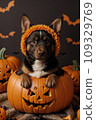 A puppy in an orange hat sits in a pumpkin, around Jack-o'-lanterns 109329769