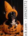 A French bulldog puppy in an orange hat sits in a pumpkin, around Jack-o'-lanterns 109329772