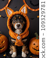 A puppy in an orange hat sits in a pumpkin, around Jack-o'-lanterns 109329781