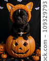 A French bulldog puppy in an orange hat sits in a pumpkin, around Jack-o'-lanterns 109329793