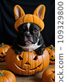 A French bulldog puppy in an orange hat sits in a pumpkin, around Jack-o'-lanterns 109329800