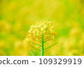 強姦開花 109329919