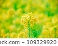 強姦開花 109329920