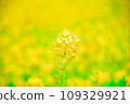 強姦開花 109329921
