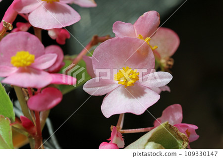 Pink single flowered begonia flowers in close up 109330147