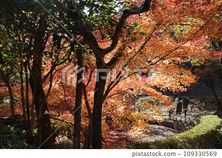 天牌山歷史自然公園的秋葉 109330569
