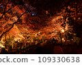 Autumn leaves illumination of Mt. Daisen 109330638