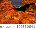 Autumn leaves illumination of Mt. Daisen 109330641