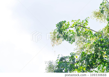 Cork tree, Indian cork tree or Millingtonia hortensis Linn or BIGNONIACEAE flower or white flower and sky Cork tree, Indian cork tree or Millingtonia hortensis Linn or BIGNONIACEAE flower or white flower and sky 109330688