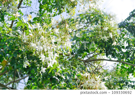 Cork tree, Indian cork tree or Millingtonia hortensis Linn or BIGNONIACEAE flower or white flower and sky Cork tree, Indian cork tree or Millingtonia hortensis Linn or BIGNONIACEAE flower or white flower and sky 109330692
