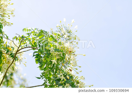 Cork tree, Indian cork tree or Millingtonia hortensis Linn or BIGNONIACEAE flower or white flower and sky 109330694