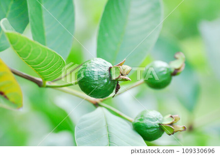 guava tree, MYRTACEAE or Psidium guajava Linn or guava seed 109330696