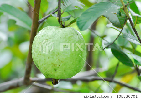 guava tree, MYRTACEAE or Psidium guajava Linn or guava seed guava tree, MYRTACEAE or Psidium guajava Linn or guava seed 109330701