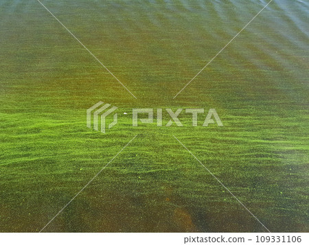 Water pollution by blooming blue-green algae - Cyanobacteria is world environmental problem.  109331106