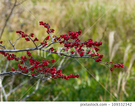 冬青科植物的紅色果實 109332342