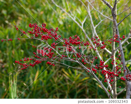 Red fruit of Ilexaceae 109332343