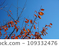 Autumn leaves shining in the blue sky 109332476
