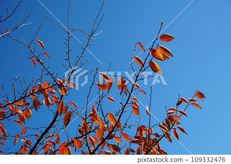 發光在藍天的秋葉 發光在藍天的秋葉 109332476