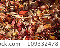 Carpet of fallen leaves in autumn park 109332478