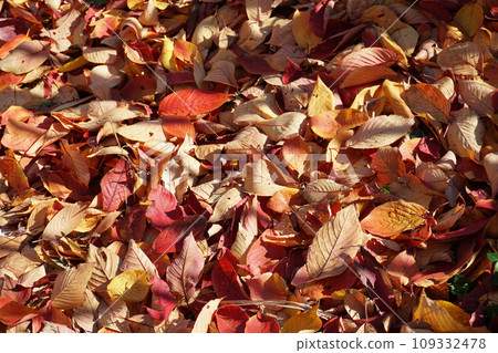 秋天公園的落葉地毯 秋天公園的落葉地毯 109332478