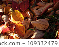 Carpet of fallen leaves in autumn park 109332479