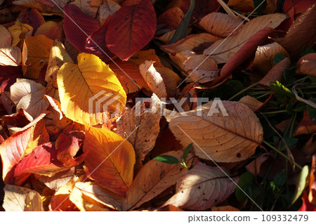 秋天公園的落葉地毯 秋天公園的落葉地毯 109332479