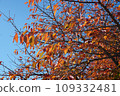 Autumn leaves shining in the blue sky 109332481