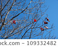 Autumn leaves shining in the blue sky 109332482