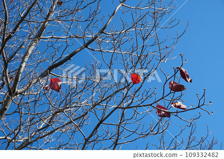 Autumn leaves shining in the blue sky 109332482