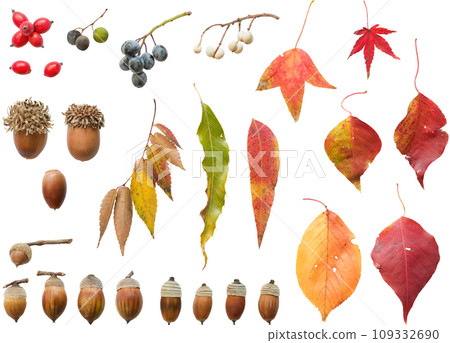 Cutout material set - fallen leaves and fruits 2 109332690