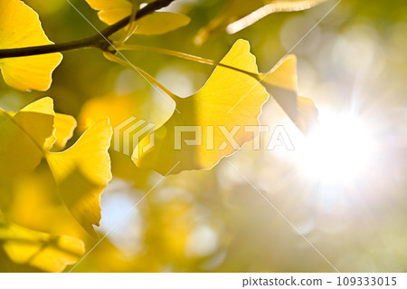 Leaves of ginkgo biloba colored yellow Leaves of ginkgo biloba colored yellow 109333015