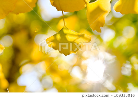 Leaves of ginkgo biloba colored yellow Leaves of ginkgo biloba colored yellow 109333016