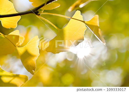 Leaves of ginkgo biloba colored yellow 109333017