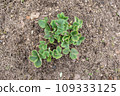 Strawberry bed clean up in Spring. Green young Strawberry bush after dead leaves cut out, old foliage prune. 109333125