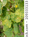 Cucumber plant infected by downy mildew or Pseudoperonospora cubensis in the garden, close-up. Cucurbits vegetables disease. Leaves with mosaic yellow spots. 109333133