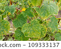 Cucumber plant infected by downy mildew or Pseudoperonospora cubensis in the garden. Cucurbits vegetables disease. Leaves with mosaic yellow spots. 109333137