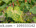 Cucumber plant leaf infected by downy mildew or Pseudoperonospora cubensis in the garden, close-up. Cucurbits vegetables disease. Leaves with mosaic yellow spots. 109333142