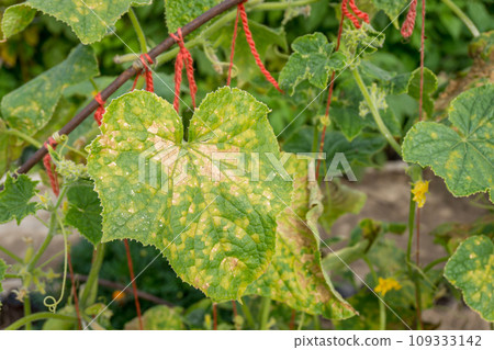 Cucumber plant leaf infected by downy mildew or Pseudoperonospora cubensis in the garden, close-up. Cucurbits vegetables disease. Leaves with mosaic yellow spots. Cucumber plant leaf infected by downy mildew or Pseudoperonospora cubensis in the garden, close-up. Cucurbits vegetables disease. Leaves with mosaic yellow spots. 109333142