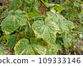 Cucumber leaves infected by downy mildew or Pseudoperonospora cubensis in the garden, close-up. Cucurbits vegetables disease. Leaves with mosaic yellow spots. 109333146
