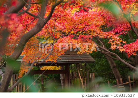 秋天的天鵝花園（愛知縣名古屋市） 109333527