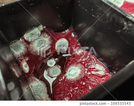 Red jelly cube with nasty green mold Red jelly cube with nasty green mold 109333543