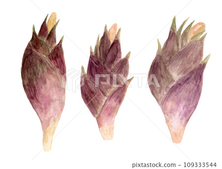 花Myoga手繪水彩插圖 花Myoga手繪水彩插圖 109333544