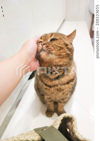 cat or grey cat, Felis catus or Felis catus domestica cat or grey cat, Felis catus or Felis catus domestica 109333655