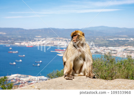 A wild macaque or Gibraltar monkey, one of the most famous attractions of the British overseas territory. Apes' Den in the Upper Rock Natural Reserve in Gibraltar Rock A wild macaque or Gibraltar monkey, one of the most famous attractions of the British overseas territory. Apes' Den in the Upper Rock Natural Reserve in Gibraltar Rock 109333968