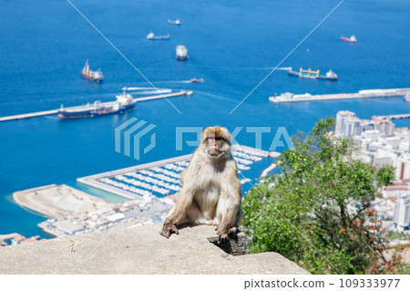 A wild macaque or Gibraltar monkey, one of the most famous attractions of the British overseas territory. Apes' Den in the Upper Rock Natural Reserve in Gibraltar Rock 109333977