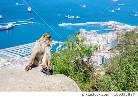 A wild macaque or Gibraltar monkey, one of the most famous attractions of the British overseas territory. Apes' Den in the Upper Rock Natural Reserve in Gibraltar Rock A wild macaque or Gibraltar monkey, one of the most famous attractions of the British overseas territory. Apes' Den in the Upper Rock Natural Reserve in Gibraltar Rock 109333987