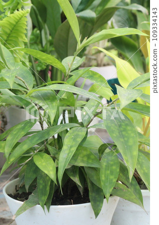 Dracaena Surculosa Maculata leaf plant on farm Dracaena Surculosa Maculata leaf plant on farm 109334143