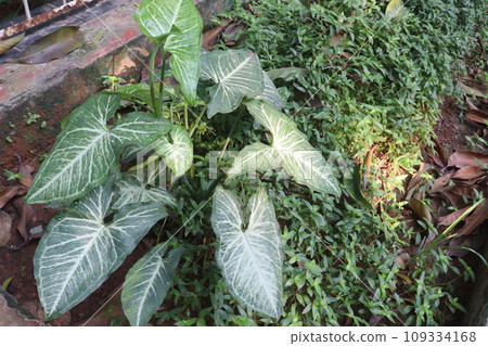 Arrowhead plants on farm for sell Arrowhead plants on farm for sell 109334168