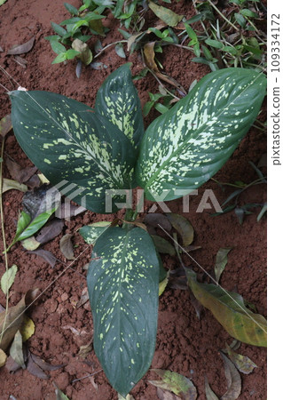 dieffenbachia seguine leaf plant on farm 109334172