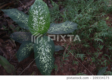 dieffenbachia seguine leaf plant on farm 109334173